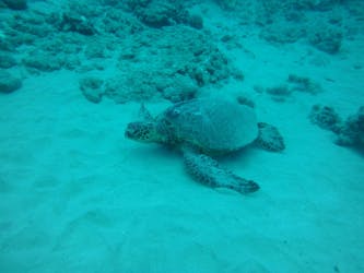 Waikiki-schildpad, snorkel en lunch